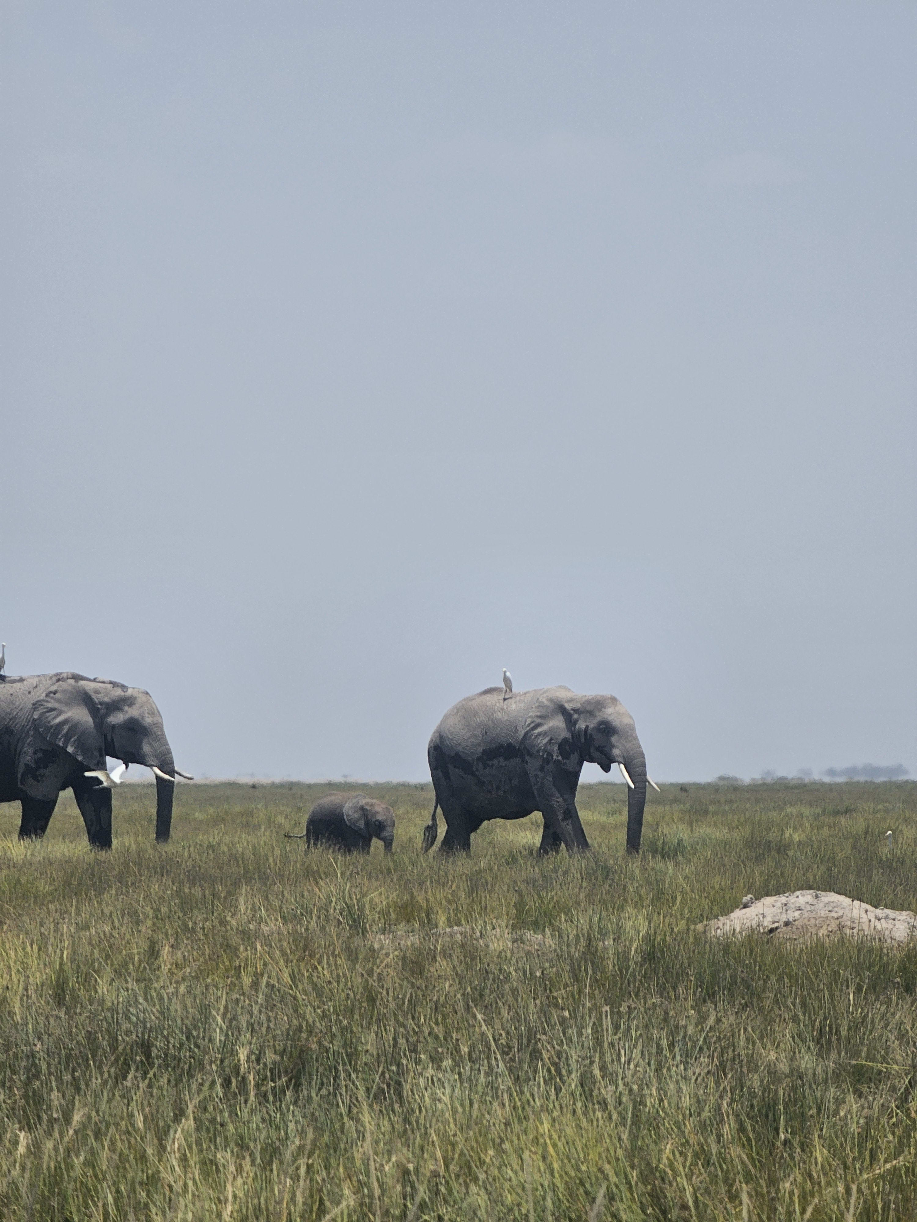 Wildlife